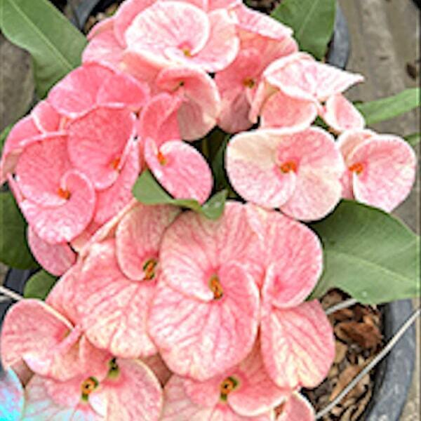 Euphorbia Milii SAO SUPAN