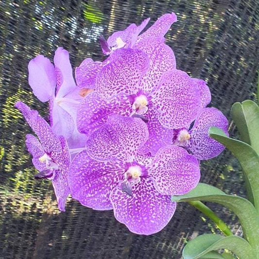 Vanda orchid V SAOWAPA DIAMOND