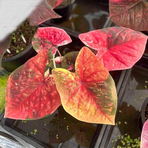 Caladium SAPHAN PHON