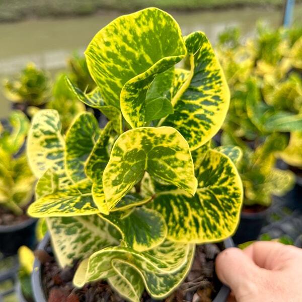 Croton SARANYA