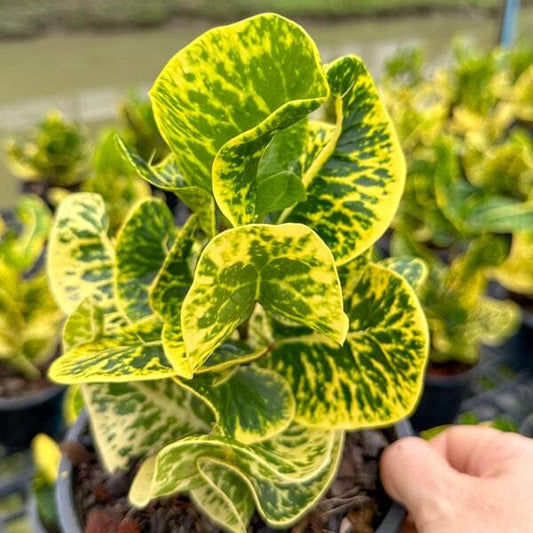 Croton SARANYA