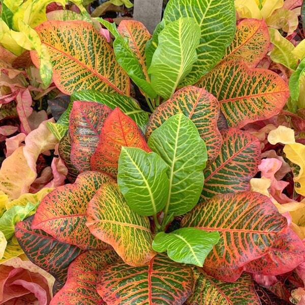 Croton SAWEETREE