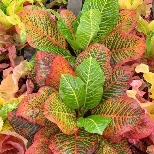 Croton SAWEETREE