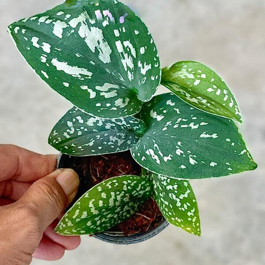 Scindapsus ARGYRAEUS ALBO VAR