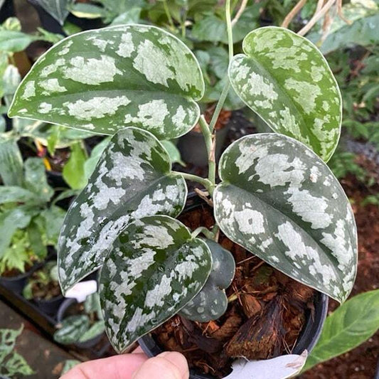 Scindapsus BLACK MAMBA MUT
