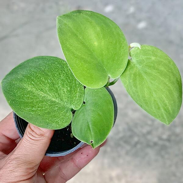 Scindapsus JADE SATIN EMERALD