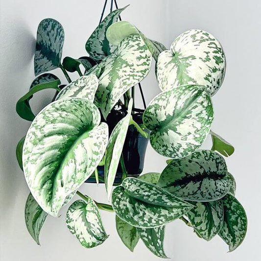 Scindapsus PICTUS TREBIE