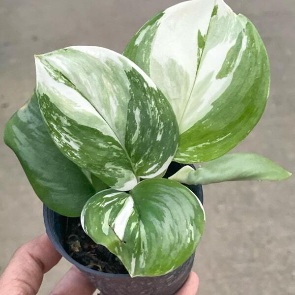 Scindapsus TREUBI MOONLIGHT ALBO VAR