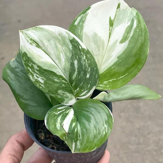 Scindapsus TREUBI MOONLIGHT ALBO VAR