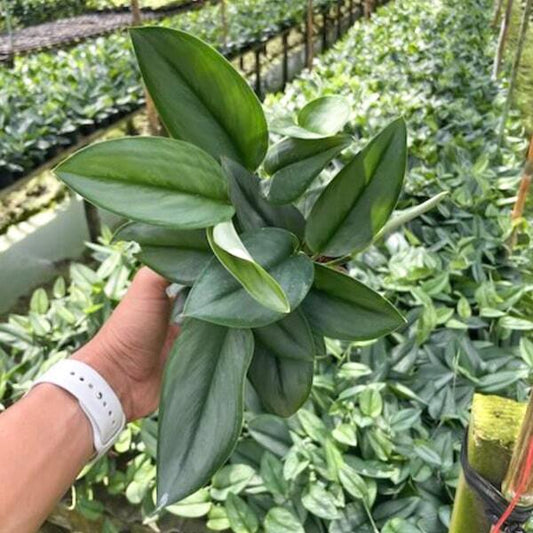 Scindapsus TREUBI