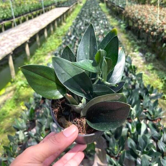 Scindapsus TREUBI DARK