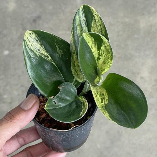 Scindapsus TREUBI DARK VAR