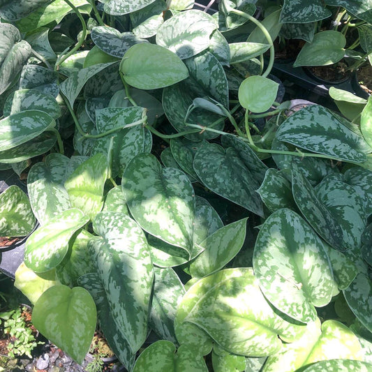 Scindapsus PICTUS EXOTIC