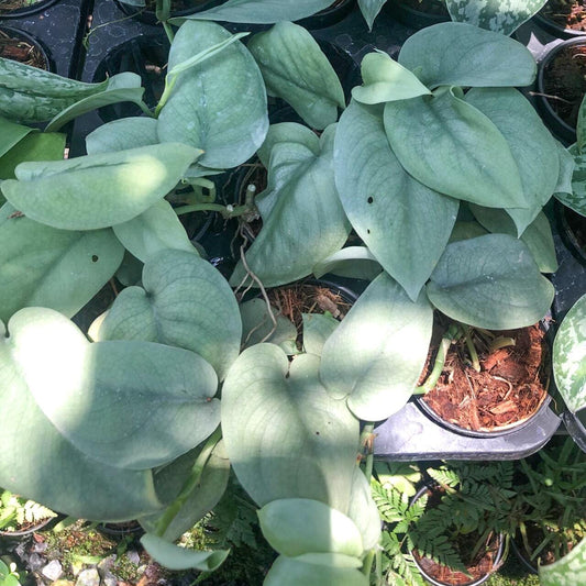Scindapsus PLATINUM