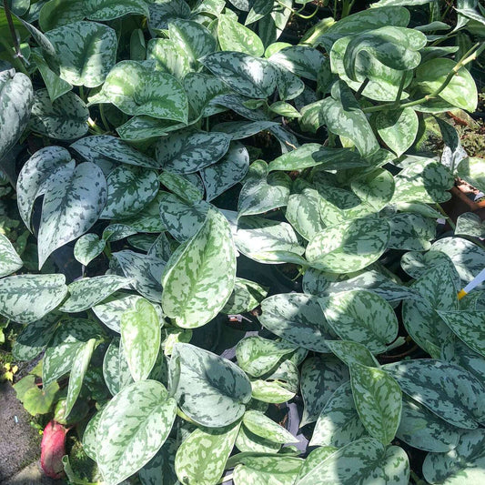 Scindapsus PICTUS SILVER LADY