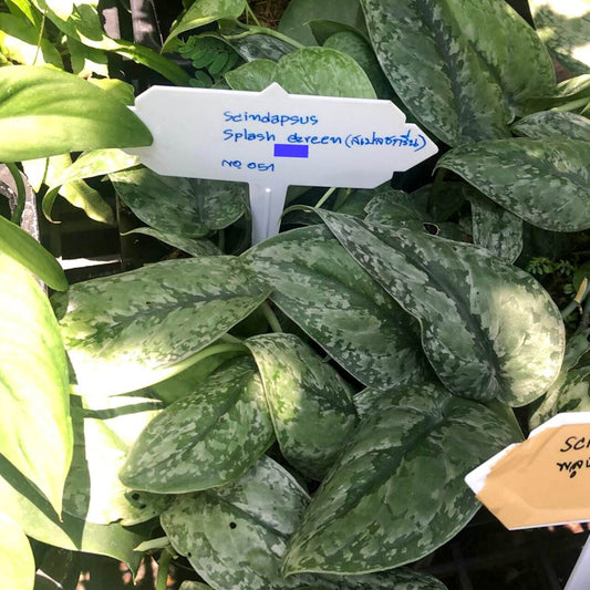 Scindapsus SPLASH GREEN