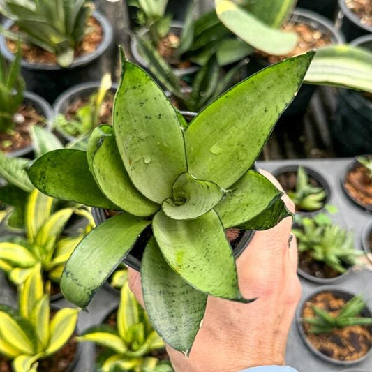 Sansevieria SEA FOAM