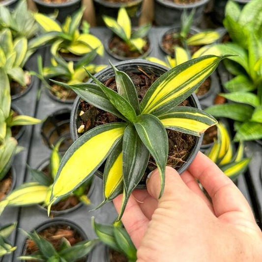 Sansevieria SEASTAR