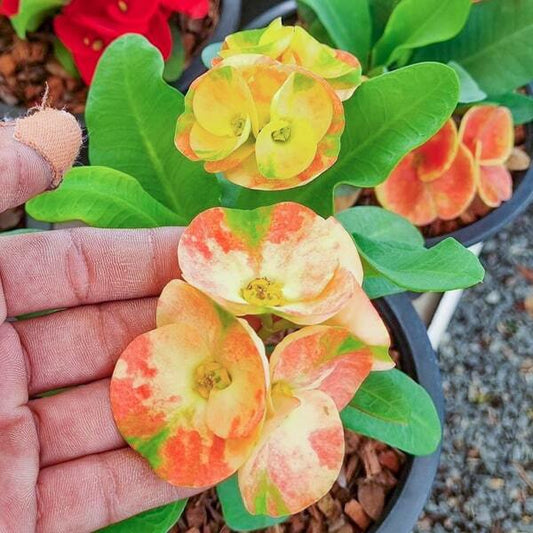 Euphorbia Milii SEAN PARUY