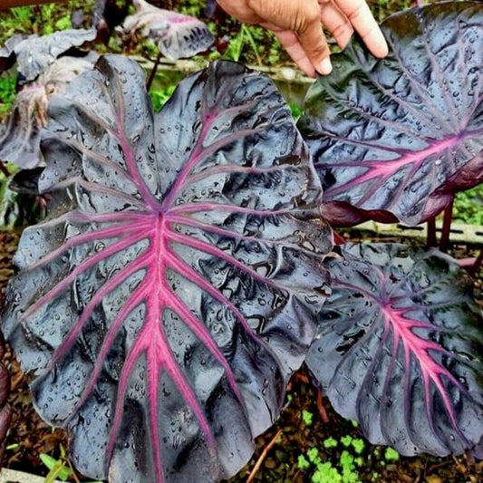 Colocasia SECRET