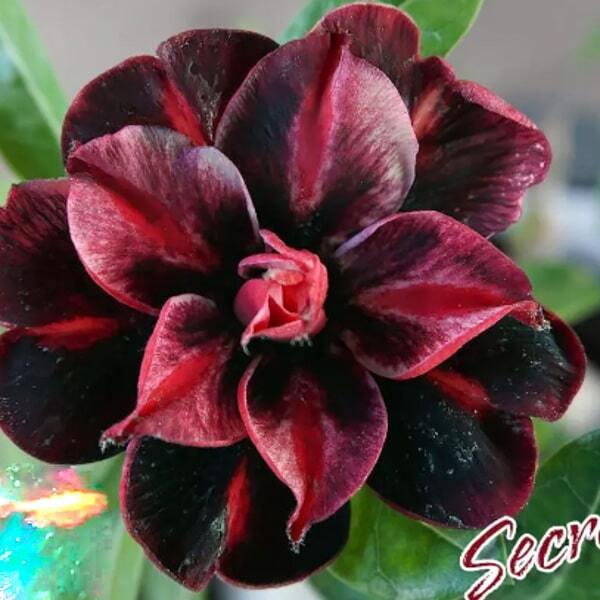 Adenium obesum SECRET PURPLE KING