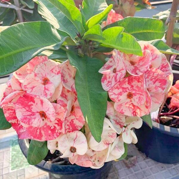 Euphorbia Milii SEDTHEE CHIANG MAI