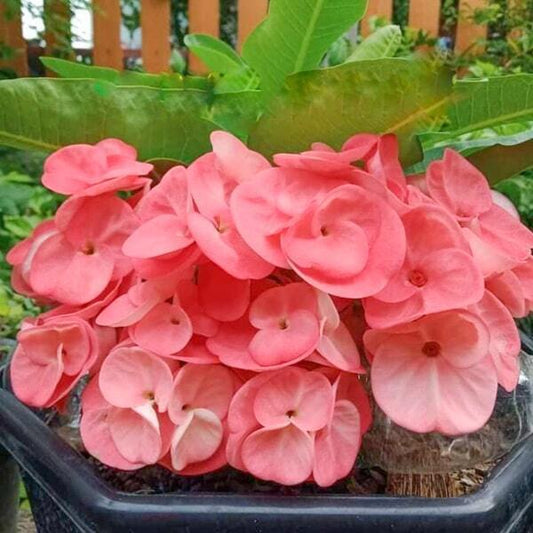 Euphorbia Milii SEDTHEE MAI PINK