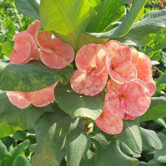 Euphorbia Milii SEDTHEE RAMA II