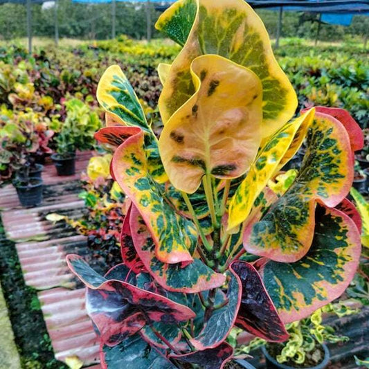 Croton SEDTHEE BAN DON