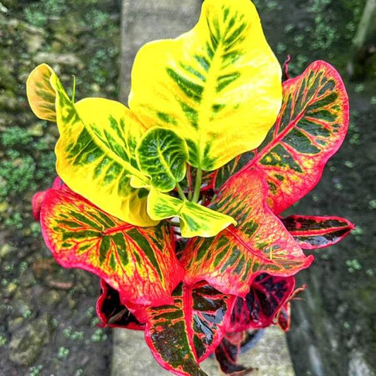 Croton SEDTHEE HAT YAI