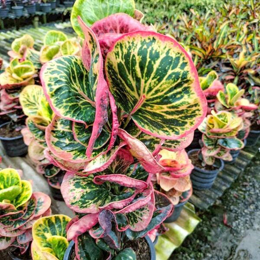 Croton SRI/SEDTHEE KHLONG MAI