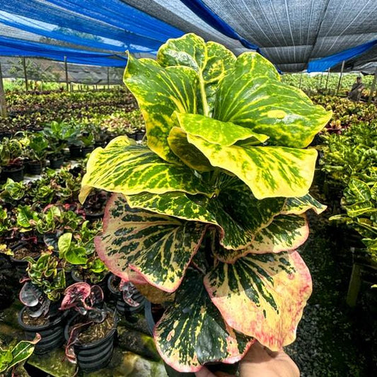 Croton SEDTHEE MAI