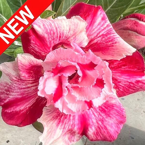 Adenium obesum SEDTHEE MEE CHOK