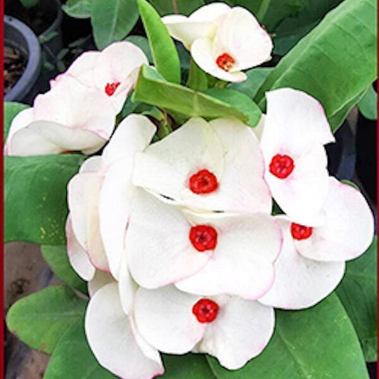 Euphorbia Milii SEDTHEE MEE SAB