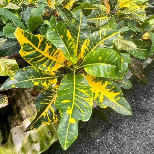 Croton SEDTHEE MUEANG KHON