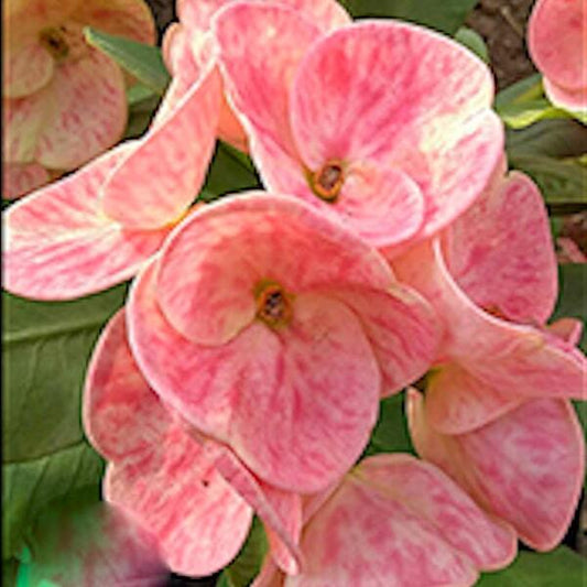 Euphorbia Milii SEDTHEE MUEANG NON