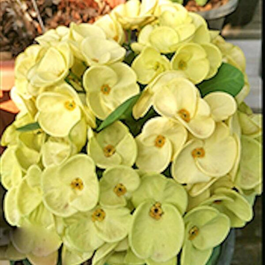 Euphorbia Milii SEDTHEE MUEANG THONG