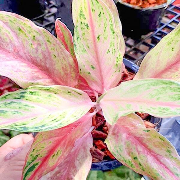 Aglaonema SEDTHEE NAM CHOK