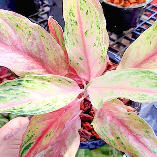 Aglaonema SEDTHEE NAM CHOK
