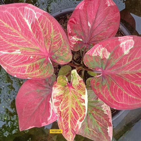 Caladium SEDTHEE NGERN LAN - DOLLAR MILLIONAIRE