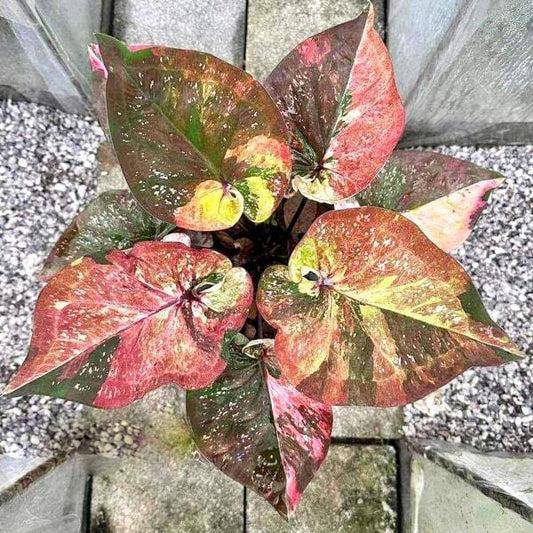 Caladium SEDTHEE PEE CHUAT