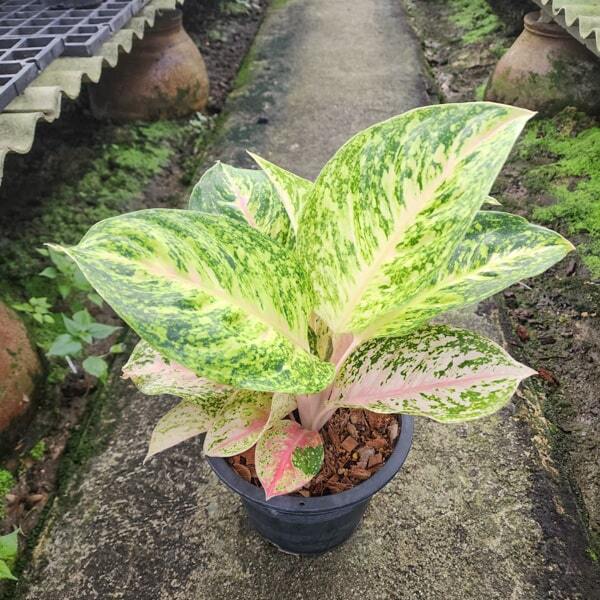 Aglaonema SEDTHEE REAKSAB