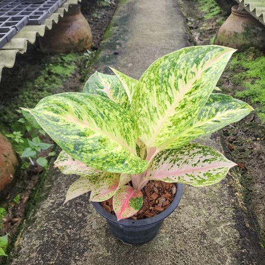 Aglaonema SEDTHEE REAKSAB