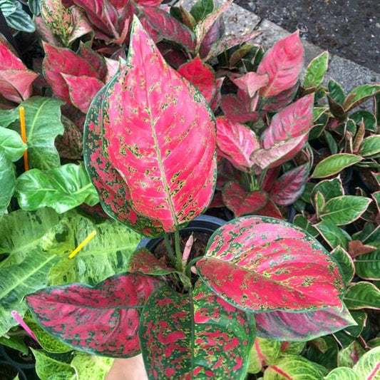 Aglaonema RED MONGKOL (SEDTHEE RAYONG)