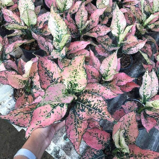 Aglaonema TREPETCH/KAMKOON ORANGE NEW