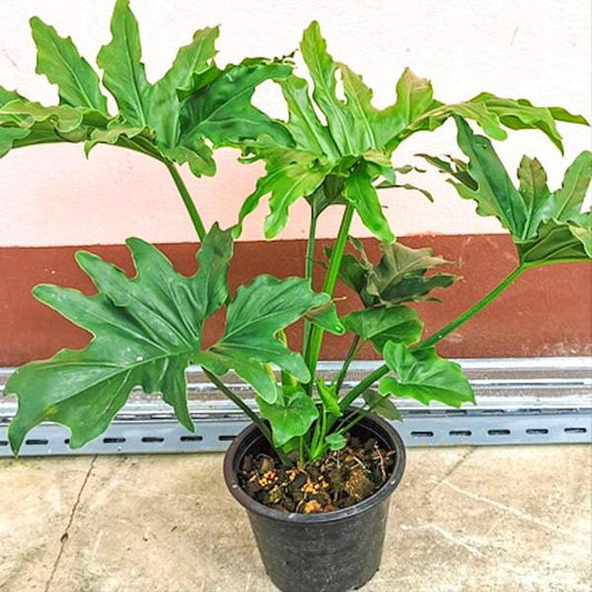 Philodendron SELLOUM/PAPAYA LEAF