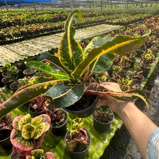 Croton SEN RAK