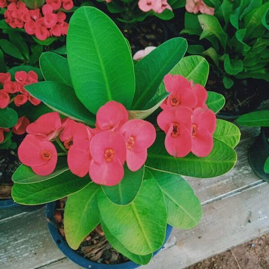 Euphorbia Milii SERM SAB