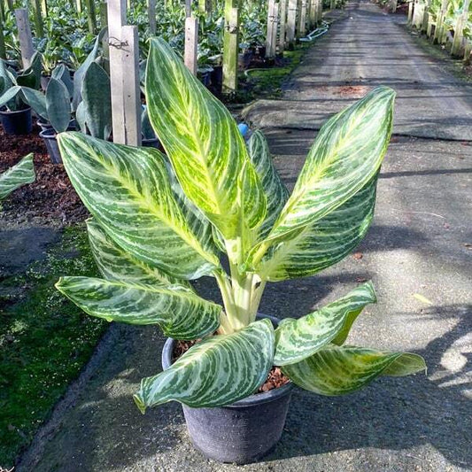 Aglaonema SERM SAB