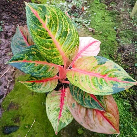Aglaonema SEVEN COLOURS